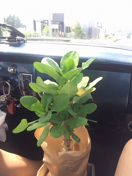 Screensphot_2017-07-03-08-54-35-1 (6)